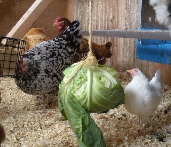 Munivat kanat: sisältö talvella ilman ongelmia