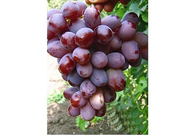 "Ataman" - viinirypäleet herkkusuille ja johtajille