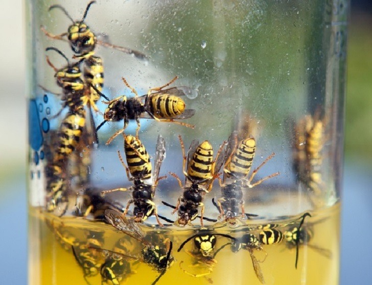 Miten päästä eroon ampiaisista? Haavan ulkonäkö aiheuttaa pesää