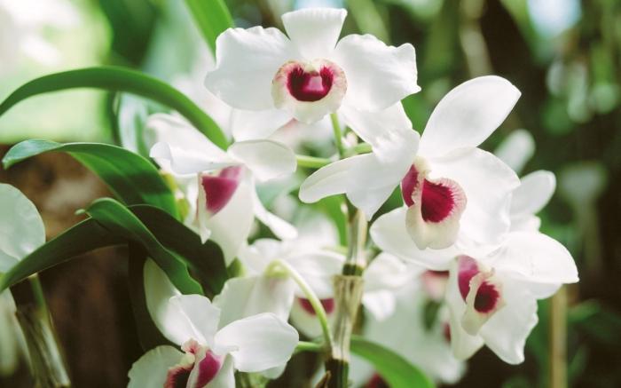 Orkidea: miten kasvi kukoistaa kotona?