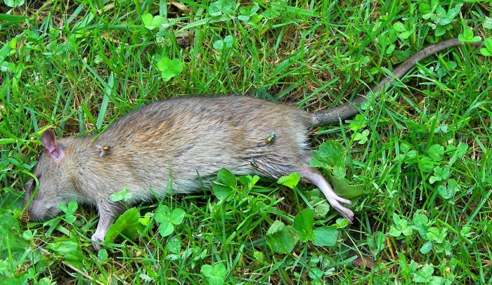 mitä kuolleet rotat ja hiiret näkevät?