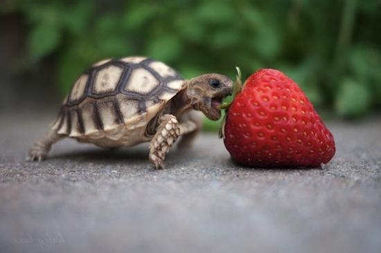 Mitä maa-kilpikonnat syövät kotona?